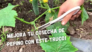 PODANDO MIS PLANTAS DE PEPINO 2020