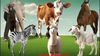 Animal Sounds and Funny Animal Videos: Elephant, Zebra, Horse, Giraffe, Cow, Goat- Animal Paradise