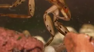 Giant water bug - Natural History
