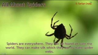 All About Spiders