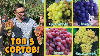 ЛУЧШИЕ СОРТА ВИНОГРАДА. Как правильно выращивать виноград?