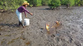 Unique Fishing - Catching Huge Mud Crabs at The Sea Swamp after Water Low Tide