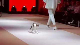 Кошка вторгается в показ мод и учит моделей как нужно ходить по подиуму!