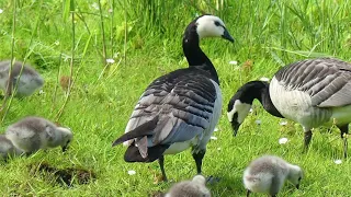 Birds Of A Feather (New Arrivals) 2024