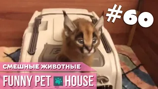 СМЕШНЫЕ ЖИВОТНЫЕ И ПИТОМЦЫ #60 МАЙ 2019 [Funny Pet House] Смешные животные