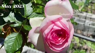 Quick peek at 2023 Garden | May Garden Highlight moments | Spring vibes | Backyard Garden Highlights