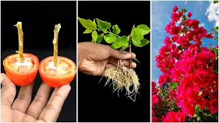 Growing Bougainvillea Trees From Bougainvillea Cuttings With Tomato !!!