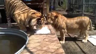 Lion and Tiger get meatcicles