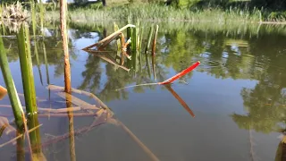 A bucket of carp, CARP, IDE on a float !! Fishing in the summer on the river