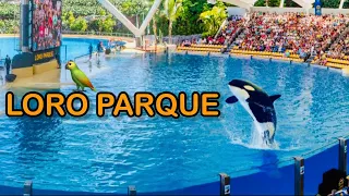 LORO PARQUE (PARK) Tenerife - BEST ORCA AND DOLPHINS SHOW #travel #show #orca #dolphin #top #family