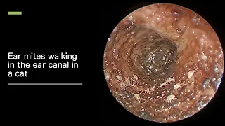 Ear mites in a cat walking in the ear canal