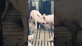 Pigs fighting #withme #epicmamachinery #shorts #pig #farm #animals #animalplaytime