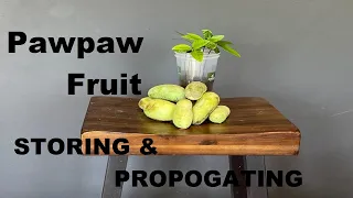 Pawpaws: 3 Ways for Propagation by Seed & Simple Storing  Methods // from Campbell’s Freedom Farm