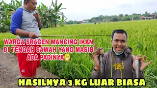 WARGA DESA TANGGAN GESI, SRAGEN RAMAI-RAMAI MANCING IKAN DI SAWAH YANG MASIH ADA PADINYA LUCU BANGET