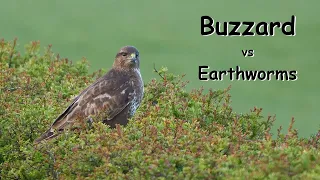 Why is this hawk running like crazy? | Common Buzzard (Buteo buteo)