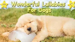 Dog Music Sleep Music For Golden Retriever Puppies ♫ Calm Your Dog ♥ Soft Lullaby For Pets Dog Music