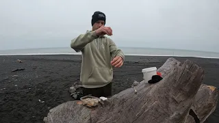 How to bait Mussels for Surfcasting