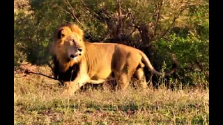 MASSIVE MALE LIONS in the Southern Kruger! Male Lions That Are Forces! Kruger National Park! #lion