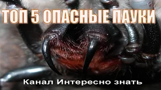 ТОП 5 самые опасные пауки в мире.Мир пауков/Top 5 Dangerous spiders