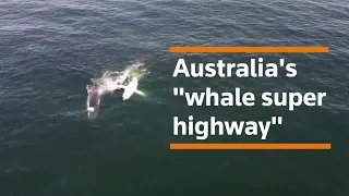 Drone footage captures Australia's 'whale super highway'