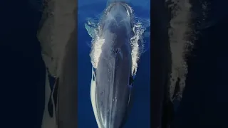 Beautiful Fin Whale