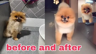 Bear Cut Pomeranian full groom |GROOMING TV OFFICIAL