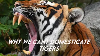 Why You Can't Make a Tiger Your Pet | Paws on the Planet