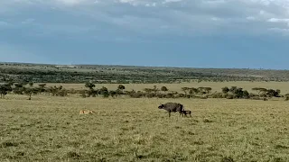 Buffalo mother and calf walk straight into a lion prides ambush