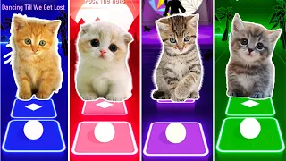 Cute Cats JENNIE SOLO vs BTS DYNAMITE vs LISA MONEY vs FIFTY FIFTY CUPID & Tiles Hop Song