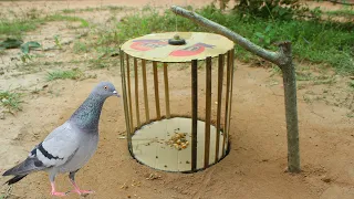 Amazing Bird Trap - Creative Bird Trap Using Bamboo & Cardboard