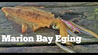 BIG SQUID! Land Based Squidding Session at Marion Bay -EP 1-