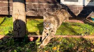 ПЕРЕСЕЛЯЮ БОБКЭТА РУФУСА В НОВУЮ КОМНАТУ / Дикая барханная кошка сама приручается