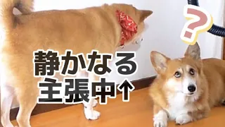 静かに主張する柴犬