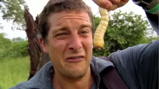 Bear Eats: Beetle Larva