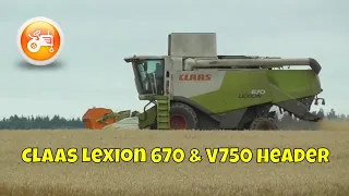 Harvest 2020 | Claas Lexion 670 combine with V750 header