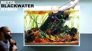 Betta Blackwater Hybrid Tank: Planted & Botanicals (Low Tech, No Filter, Aquascape Tutorial)