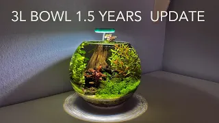 Fish Bowl 3L 18 Months Update Aquascape No filter No CO2