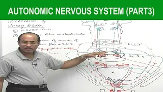 Autonomic Nervous System  | Neurology | Neuroanatomy | Part 3🧠