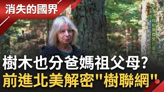 阿凡達電影中的"母親樹"真實存在? 大學教授提出"菌根網路"理論 樹木透過盤根錯節的菌絲傳遞訊息? 一起前進北美洲古老森林揭密!│李文儀主持│【消失的國界完整版】20230624│三立新聞台