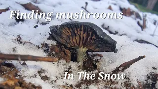 Finding Psilocybe cyanescens (wavy caps) at Kew Royal Botanic Gardens