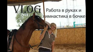 VLOG. Гимнастика и работа в руках с молодой лошадью.