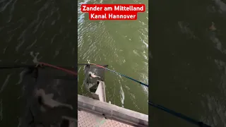 Zander am Mittelland Kanal fangen in Hannover, beim Ansitzangeln, Grundbleib Angeln mit Köder Fisch