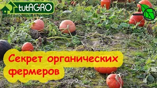 ХРАНЕНИЕ ТЫКВ, ЯБЛОК, ГРУШ и всех запасов БЕЗ ГНИЕНИЯ и ПОРЧИ.