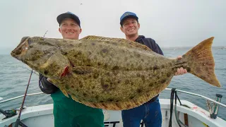 MASSIVE California Halibut!! Catch Clean Cook (Channel Island Fishing California)