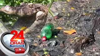 Ilang buwaya, nagtatago sa ilog na puno ng mga basura para makaiwas sa mga tao | 24 Oras Weekend