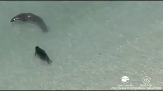 Hawaiian Monk Seals Rocky and Kaimana August 4, 2017