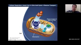 Вебинар Гипоксия клетки – биохимия, которая нужна каждому, Щулькин А В.