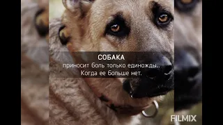 Люди, помогайте бездомным собакам🙏