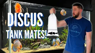 BUYING the PERFECT Tank Mates for My Discus