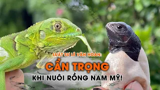 Rủi ro pháp lý khi nuôi rồng Nam Mỹ Iguana - Kỳ 2: Lời khuyên của luật sư